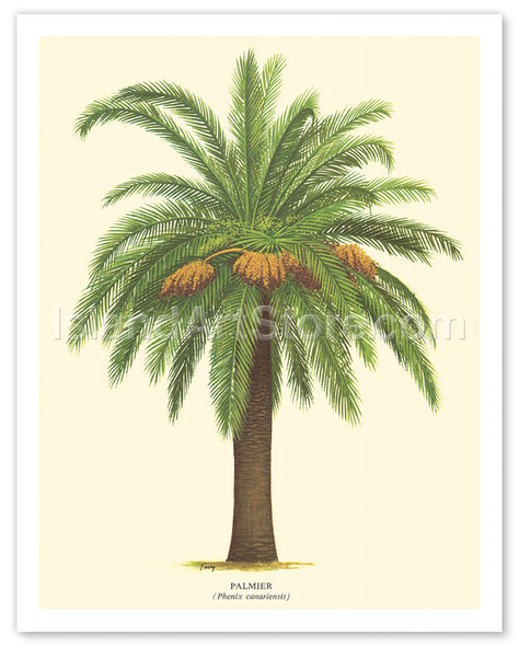 Canary Island Date Palm Tree - Palmier (Phoenix Canariensis) - Poster by Ferry
