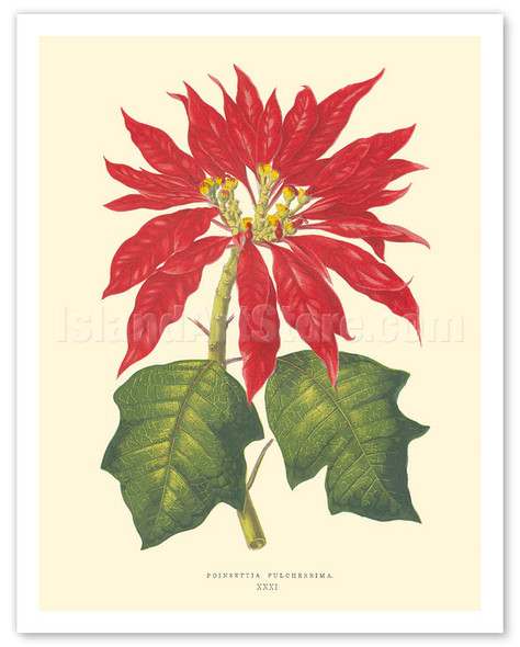 Hawaiian Poinsettia (Pulcherrima) - c. 1867 - Vintage Botanical Illustration