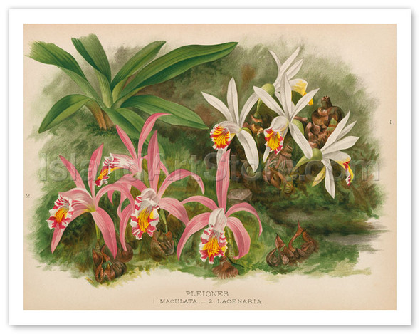 Orchids - (Pleiones Maculata and Lagenaria) - Illustration from The Orchid Album (1887) - Poster by John Nugent Fitch