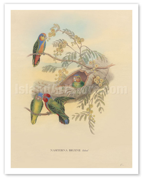 Bruijns Pygmy Parrots (Nasiterna Bruijnii, Salvad) - Poster by John Gould