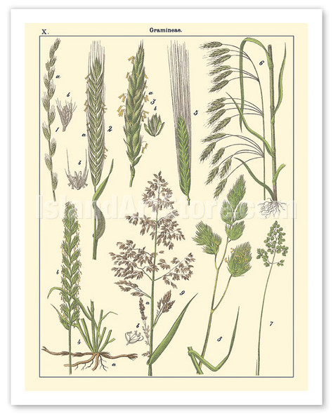 Grasses Gramineae (Poaceae) - Barley, Rye, Wheat and Corn Silk - c. 1895 - Vintage Botanical Illustration