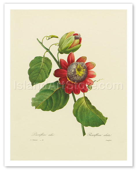 Red Passion Flower - Poster by Pierre-Joseph Redouté