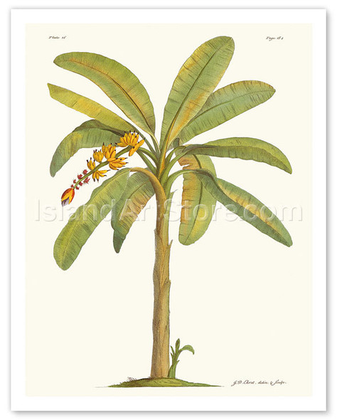 Banana Tree, 18th Century - Poster by Georg Dionysius Ehret