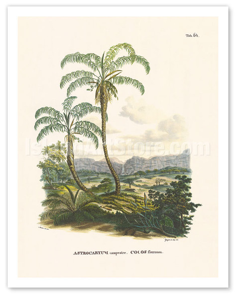 Javirá Palm Tree (Astrocaryum Campestre) - Tejuco and Vão, Brazil - Poster by Carl Friedrich Philipp von Martius