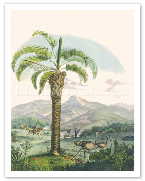 Jelly Palm Tree (Butia Capitata) - Minas Gerais, Brazil - Poster by Carl Friedrich Philipp von Martius