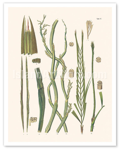 Solitary Fishtail Palm Tree (Caryota urens) - c. 1800's - Poster by Carl Friedrich Philipp von Martius