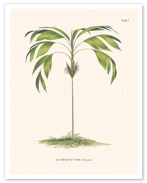 Evergreen Palm Tree (Hyospathe Elegans) - c. 1800's - Poster by Carl Friedrich Philipp von Martius
