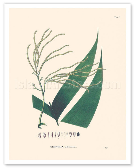 Chontilla Palm Tree (Geonoma Interrupta) - c. 1800's - Poster by Carl Friedrich Philipp von Martius