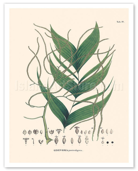 Geonoma Paniculigera Palm - c. 1800's - Poster by Carl Friedrich Philipp von Martius