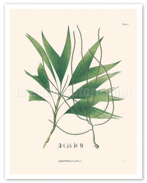 Palm Tree Leaf (Geonoma Laxiflora) - c. 1820's - Poster by Carl Friedrich Philipp von Martius