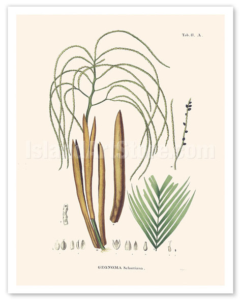 Guarika Palm Tree (Geonoma Schottiana) - c. 1820's - Poster by Carl Friedrich Philipp von Martius