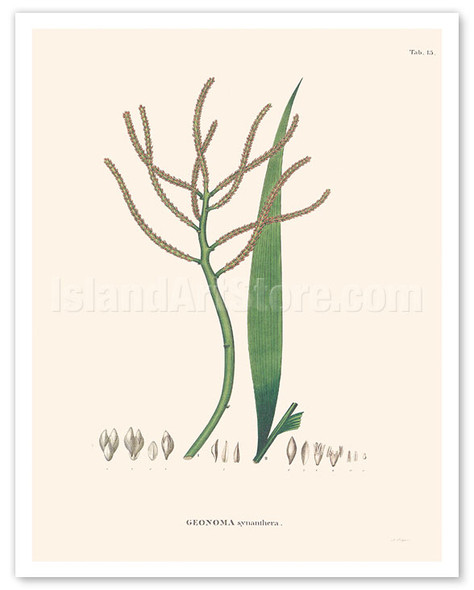 Palm Tree Leaf (Geonoma Synanthera) - c. 1820's - Poster by Carl Friedrich Philipp von Martius