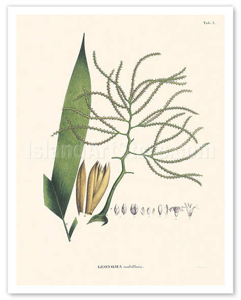 Geonoma Maxima - Palm Leaf - c. 1800's - Poster by Carl Friedrich Philipp von Martius