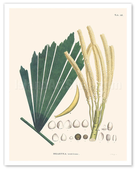 Copa Palm Tree (Iriartea deltoidea - ventricosa) - c. 1820's - Poster by Carl Friedrich Philipp von Martius