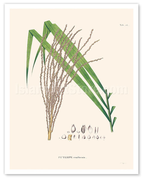 Jibara Palm Tree (Prestoea ensiformis - Futere Ensiformis) - c. 1820's - Poster by Carl Friedrich Philipp von Martius