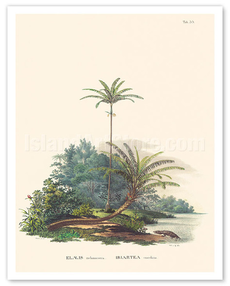 American Oil Palm (Elaeis oleifera) - Walking Palm (Socratea exorrhiza) - c. 1820's - Poster by Carl Friedrich Philipp von Martius
