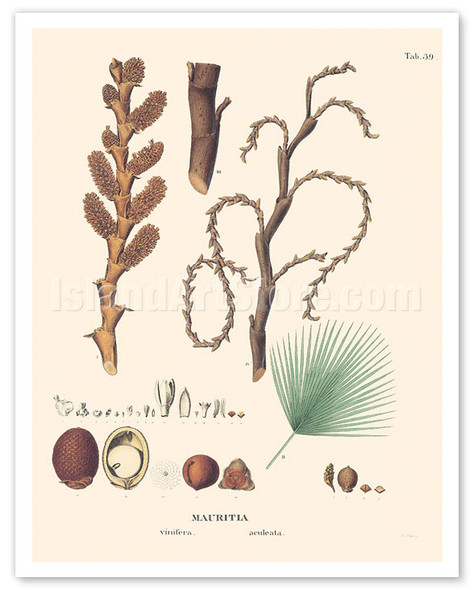 Macaw Palm Tree (Mauritia Vinifera, Aculeata) - c. 1820 - Poster by Carl Friedrich Philipp von Martius
