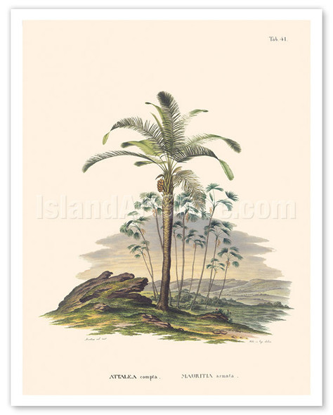Attalea Compta and Prickly Ita Palm Tree (Mauritia Armata) Palm Trees - Poster by Carl Friedrich Philipp von Martius