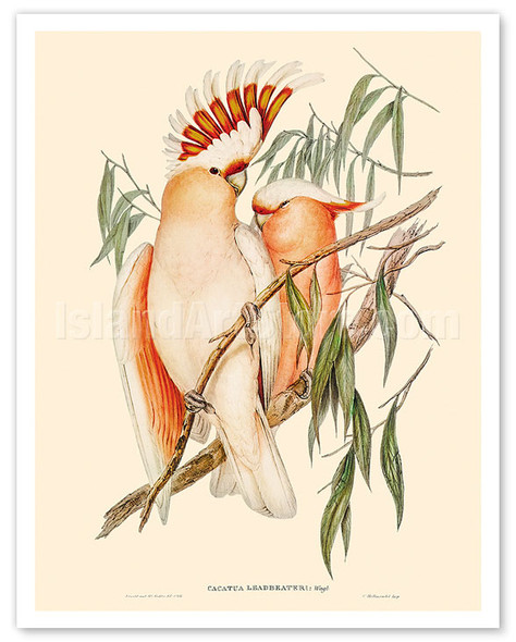 Leadbeater’s Cockatoo (Cacatua Leadbeaterii) - from The Birds of Australia Vol 5 - c. 1840 - Poster by Elizabeth Gould
