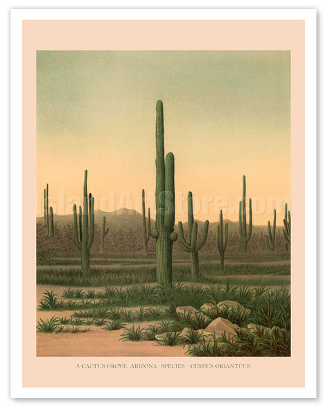 Cactus Grove Arizona - Cereus Giganteus - c. 1871 - Poster by George Montague Wheeler