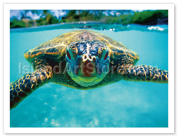 Honu, Hawaiian Sea Turtle - Poster by Kirk Lee Aeder