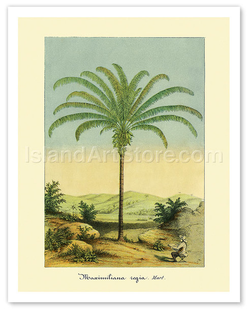 Maximiliana Palm Tree, Botanical Illustration - Poster by Charles Antoine Lemaire