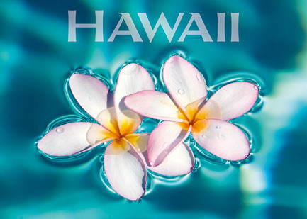 Aqua Plumerias - Magnet