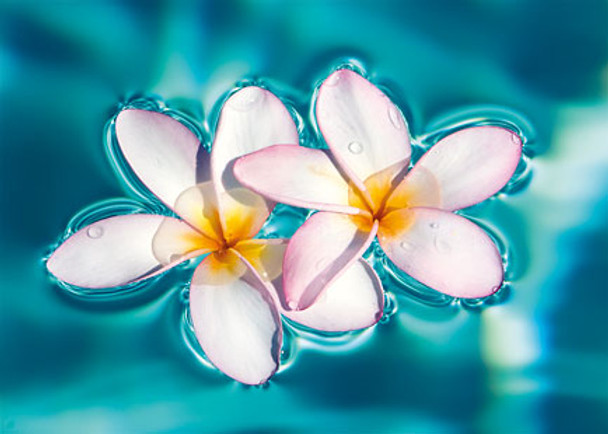 Aqua Plumerias - Hawaiian Everyday Blank Greeting Card Aqua Plumerias - Hawaiian Everyday Blank Greeting Card