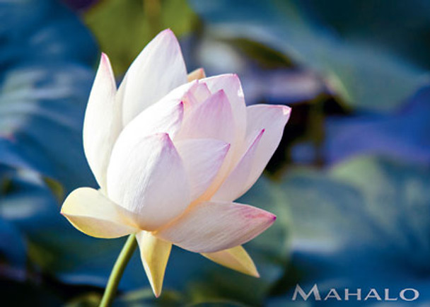 The Sacred Lotus - Mahalo / Thank You Greeting Card The Sacred Lotus - Mahalo / Thank You Greeting Card