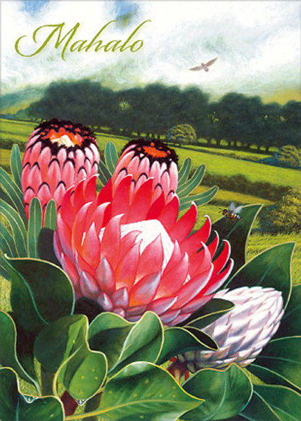 Protea Blush - Hawaiian Mahalo / Thank You Greeting Card Protea Blush - Hawaiian Mahalo / Thank You Greeting Card