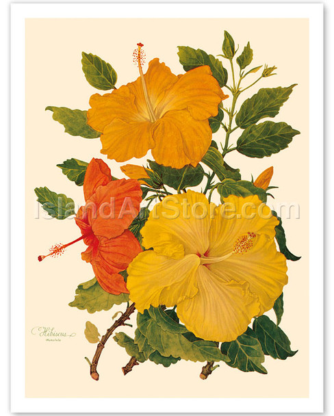 Hawaiian Hibiscus - Honolulu, Hawaii - Poster by Dorothy Falcon Platt