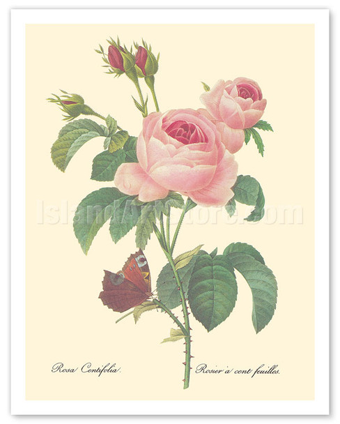Rose Centifolia (One Hundred-Leaved Rose) - from "Choix des Plus belles Fleurs" - c. 1833 - Poster by Pierre-Joseph Redouté