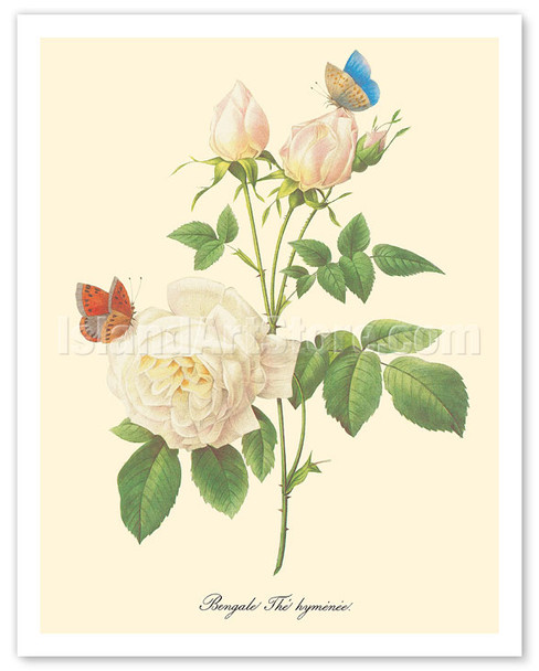 White Rose - Bengale Thé Hyménée - from "Choix des Plus belles Fleurs" - c. 1833 - Poster by Pierre-Joseph Redouté