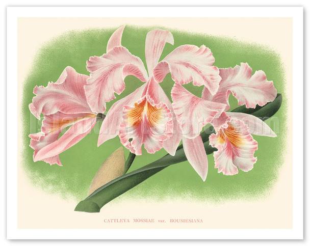 Cattleya Orchid - Cattleya Mossiae var. Bousiesiana - Pink Flower - Poster by Jean Jules Linden