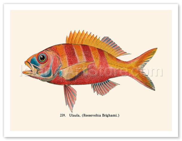 Ula'ula - Hawaiian Ruby Snapper Onaga