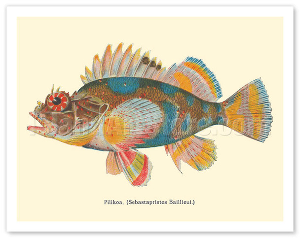 Pilikoa (Sebastapristes Baillieui) - From Fishes of Hawaii - c. 1905 - Vintage Animal Illustration