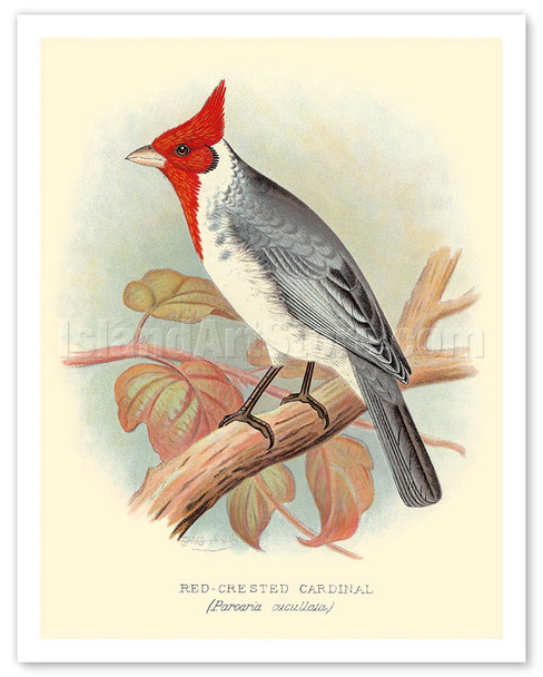 Red Crested Cardinal (Paroaria coronata) - c. 1899 - Poster by Frederick William Frohawk