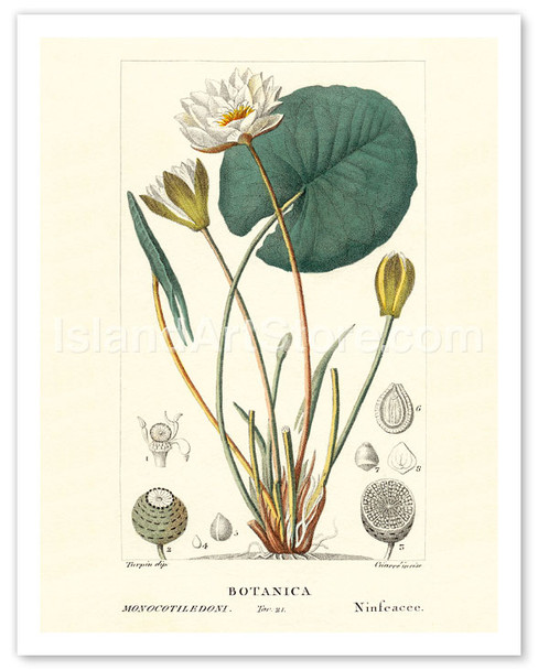 Water Lily (Ninfea Bianca) - Hand Colored Plate from Chaumeton, Poiret and Chamberet's La Flore Medicale - Poster by PIerre Jean François Turpin
