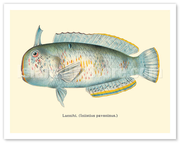 Laenihi (Iniistius Pavoninus) - From Fishes of Hawaii - c. 1909 - Vintage Animal Illustration