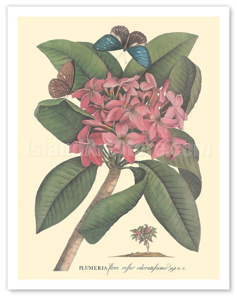 Plumeria - Flore Roseo Odoratissimo - Frangipani - c. 1749 - Poster by Georg Dionysius Ehret