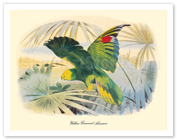 Yellow-Crowned Amazon Parrot (Amazona ochrocephala) - c. 1857 - Poster by Edouard Travies