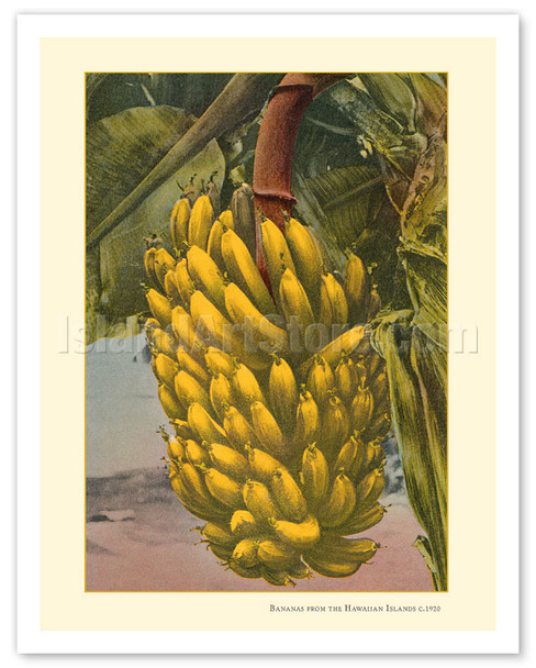 Bananas from the Hawaiian Islands - c. 1920 - Vintage Hand-colored Photograph