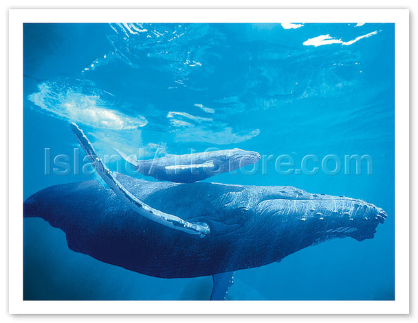 Hawaiian Humpback Mother and Calf - Poster by Michael S. Nolan