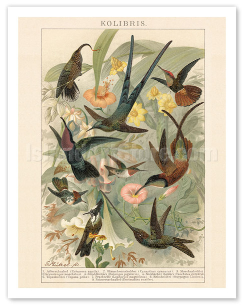 Exotic Humming Birds (Kolibris) - Bookplate from Brockhaus' Konversations-Lexikon Vol. 2