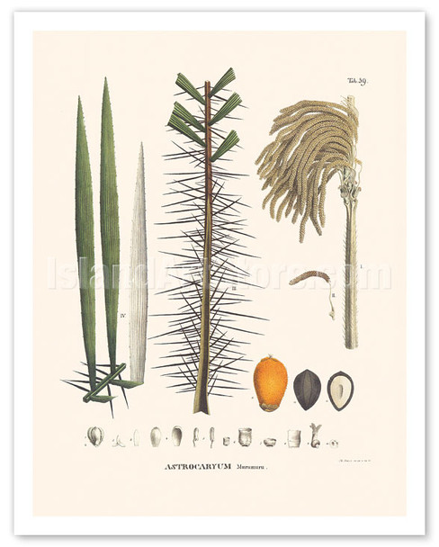 Murumuru Palm Tree (Astrocaryum Murumuru) - Flower and Seed - Poster by Carl Friedrich Philipp von Martius