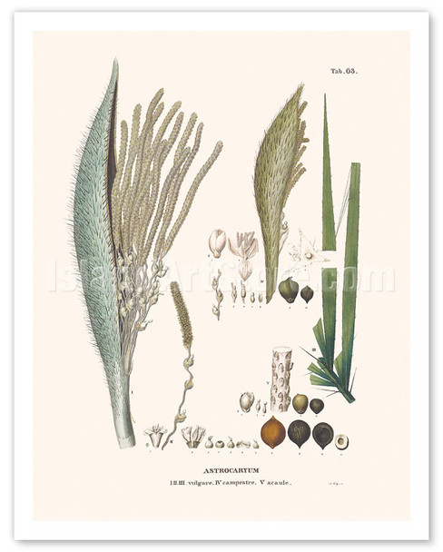 Tucum Palm Tree (Astrocaryum Vulgare) - Flower and Seed - Poster by Carl Friedrich Philipp von Martius