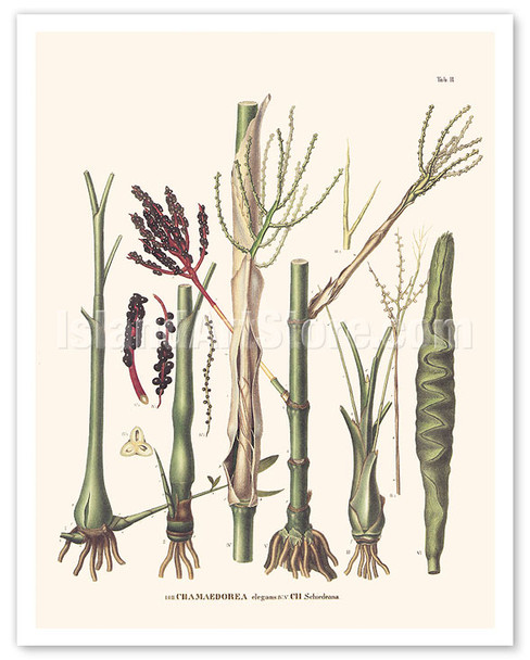 Chamaedorea Elatior Palm Tree - Stem and Flowers - c. 1800's
