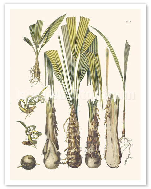 Rio Grande Palmetto Palm Tree (Sabal Mexicana) - Roots and Seed - c. 1800's - Poster by Carl Friedrich Philipp von Martius