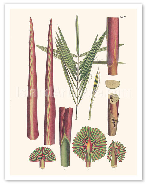 Red Latan Palm Tree (Latania Lontaroides) - Leaves and Stems - c. 1800's - Poster by Carl Friedrich Philipp von Martius