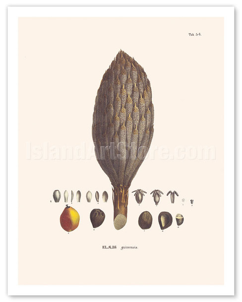 African Oil Palm Tree (Elaeis Guineensis) - Flower and Seed - Poster by Carl Friedrich Philipp von Martius